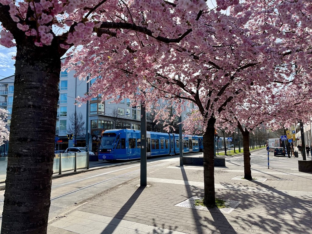 Körsbärsblomning